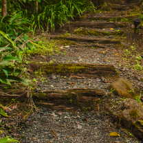 Path to the Hilltop Cabin at The Tree House